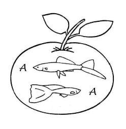 Aquaristik Apfel 