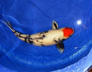 tancho-showa-30.12.13.jpg