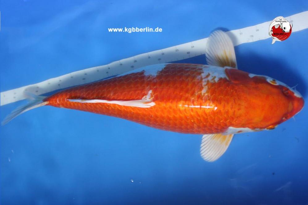 Koi-Karpfen - Hariwake - 56cm - 780,00 €