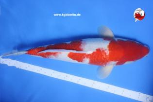 Koi-Karpfen - Kohaku - 53cm - 895,00 €