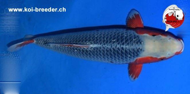 Koi-Karpfen - Asagi - 69 cm - kein Preis