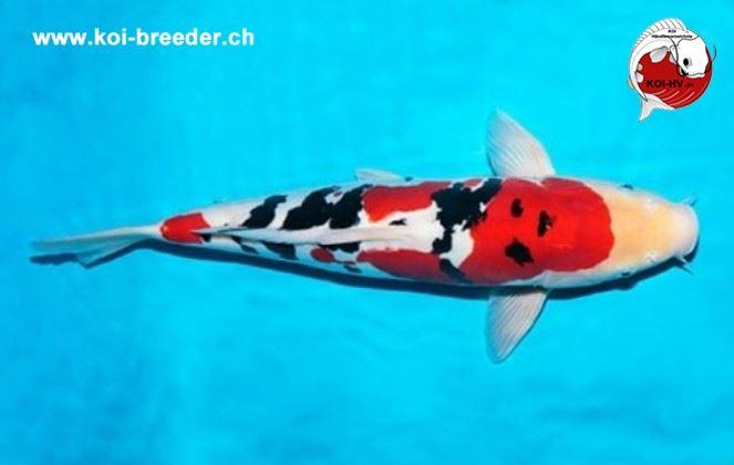 Koi-Karpfen - Doitsu Sanke - 41 cm - kein Preis