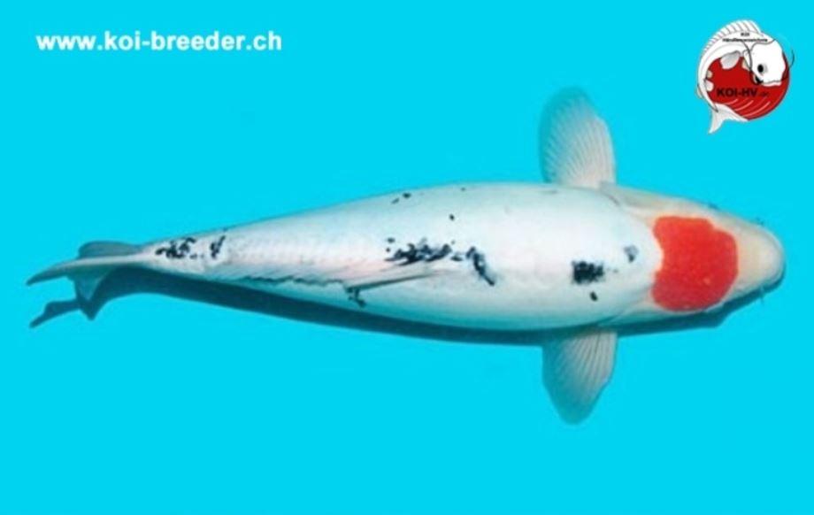 Koi-Karpfen - Doitsu Tancho Sanke - 50cm - 1.555,00 €