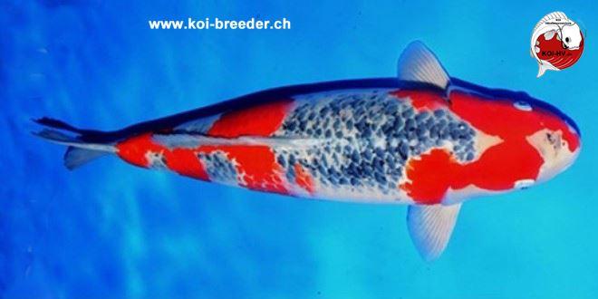 Koi-Karpfen - Goshiki - 60cm - kein Preis