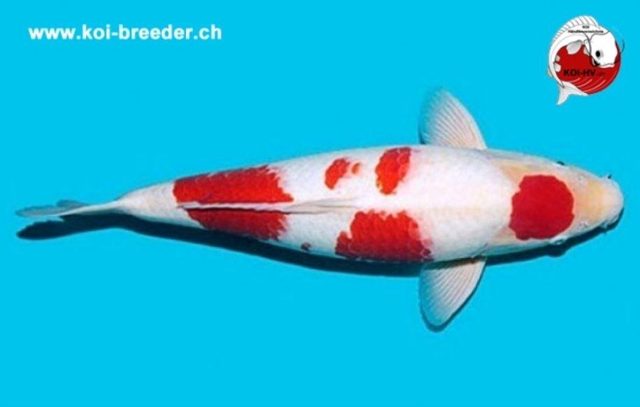 Koi-Karpfen - Kohaku - 50cm - 1.390,00 €