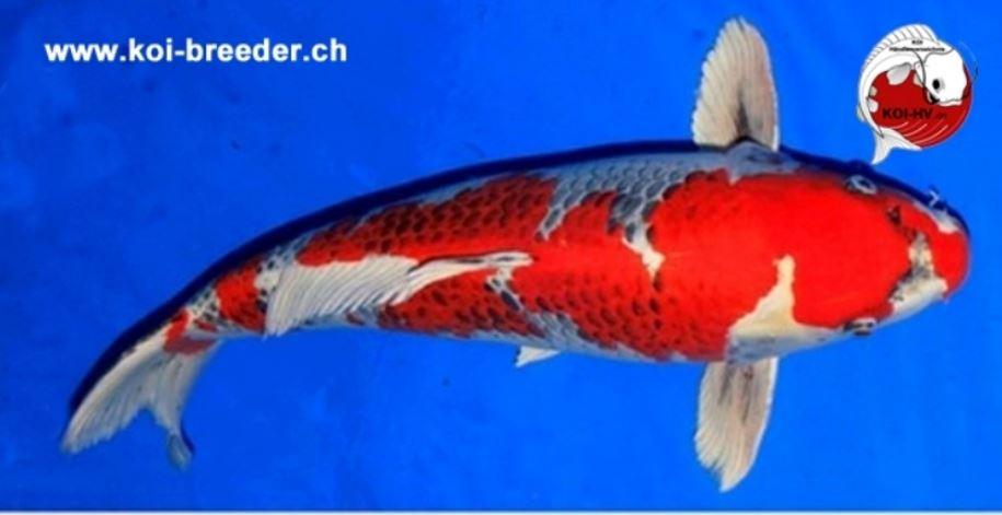 Koi-Karpfen - Kujaku - 68cm - 1.605,00 €