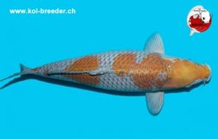 Koi-Karpfen - Ochiba Shigure - 50cm - 1.390,00 €