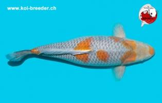 Koi-Karpfen - Ochiba Shigure - 51cm - 1.885,00 €