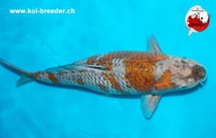 Koi-Karpfen - Ochiba Shigure - 51cm - 1.885,00 €