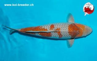 Koi-Karpfen - Ochiba Shigure - 53cm - 1.390,00 €