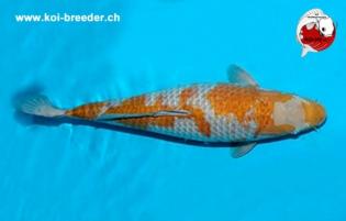 Koi-Karpfen - Ochiba Shigure - 61cm - 1.300,00 €