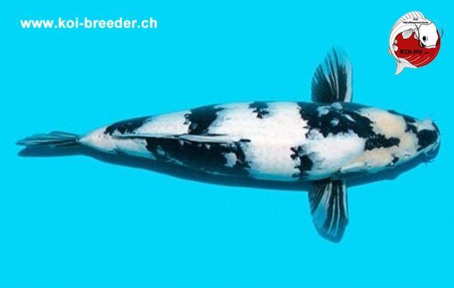 Koi-Karpfen - Shiro Utsuri - 49cm - kein Preis