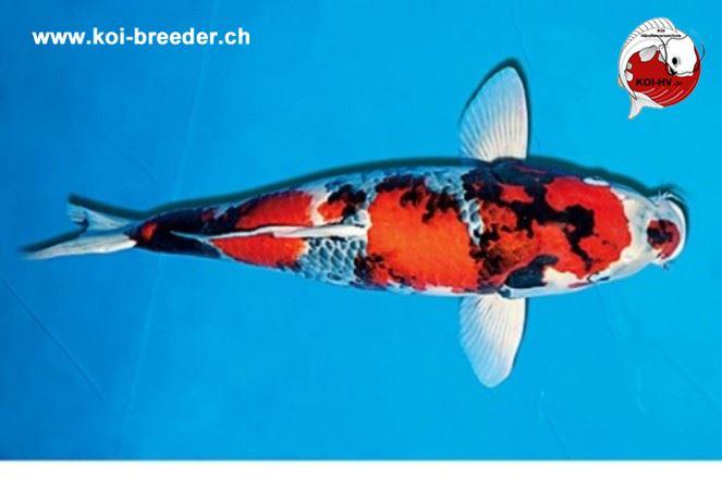 Koi-Karpfen - Showa - 65cm - kein Preis