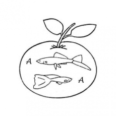Aquaristik Apfel