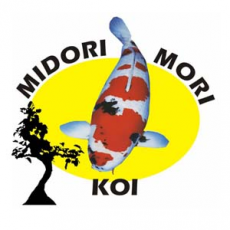 Midori Mori Koi